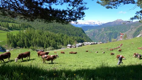 el rebaño de vacas pastando en las verdes colinas onduladas, el paisaje tranquilo del campo