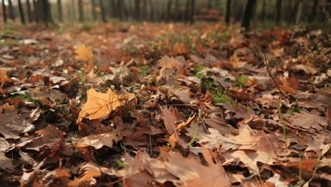 autumn leaves on the ground in forest moved by wind