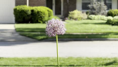 Ornamental-onion-swaying-in-the-wind-in-front-of-suburban-street-on-a-sunny-day,-center-frame