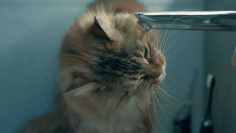 gracioso gato jengibre bebiendo agua del grifo - cerrar