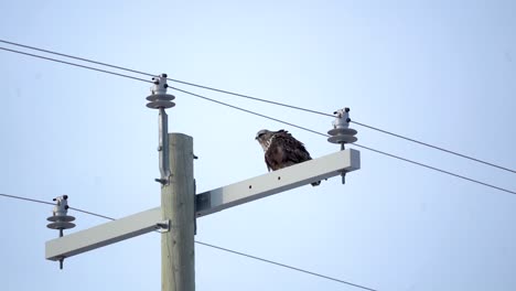 halcón de patas ásperas moviendo sus plumas mientras está de pie en un poste eléctrico