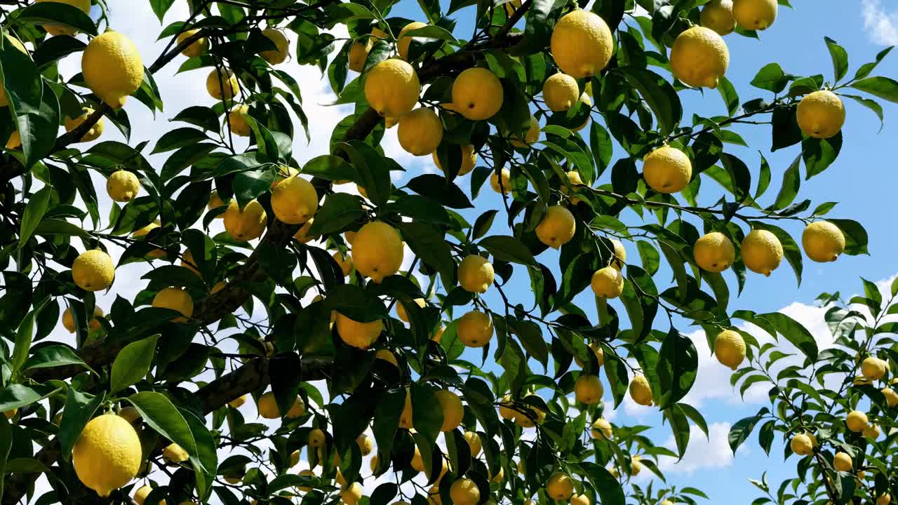 Low-angle video shot of vibrant lemon trees laden with fruit against a bright blue sky