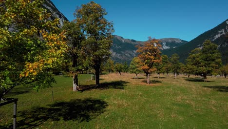 Vibrant-maple-trees-with-colorful-red-and-yellow-fall-leaves-in-sunny-autumn-in-the-alps-mountains-with-a-forest-at-at-Ahornboden-in-Tyrol,-Austria-Rissach-Engtal-touristic-travel-spot