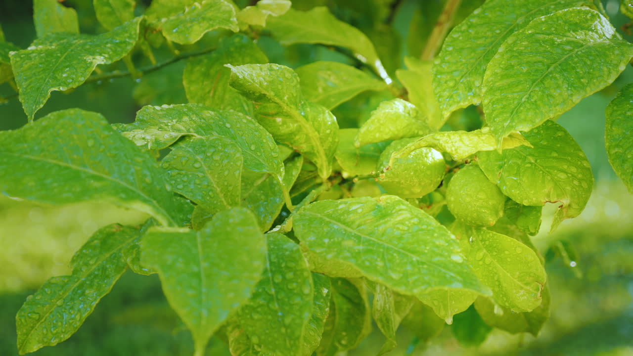 una fruta de limón verde madura en un árbol cubierto con gotas de agua el sol brilla intensamente cítrico gard