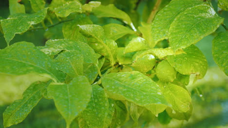 A-Green-Lemon-Fruit-Ripens-On-A-Tree-Covered-With-Drops-Of-Water-The-Sun-Shines-Brightly-Citrus-Gard