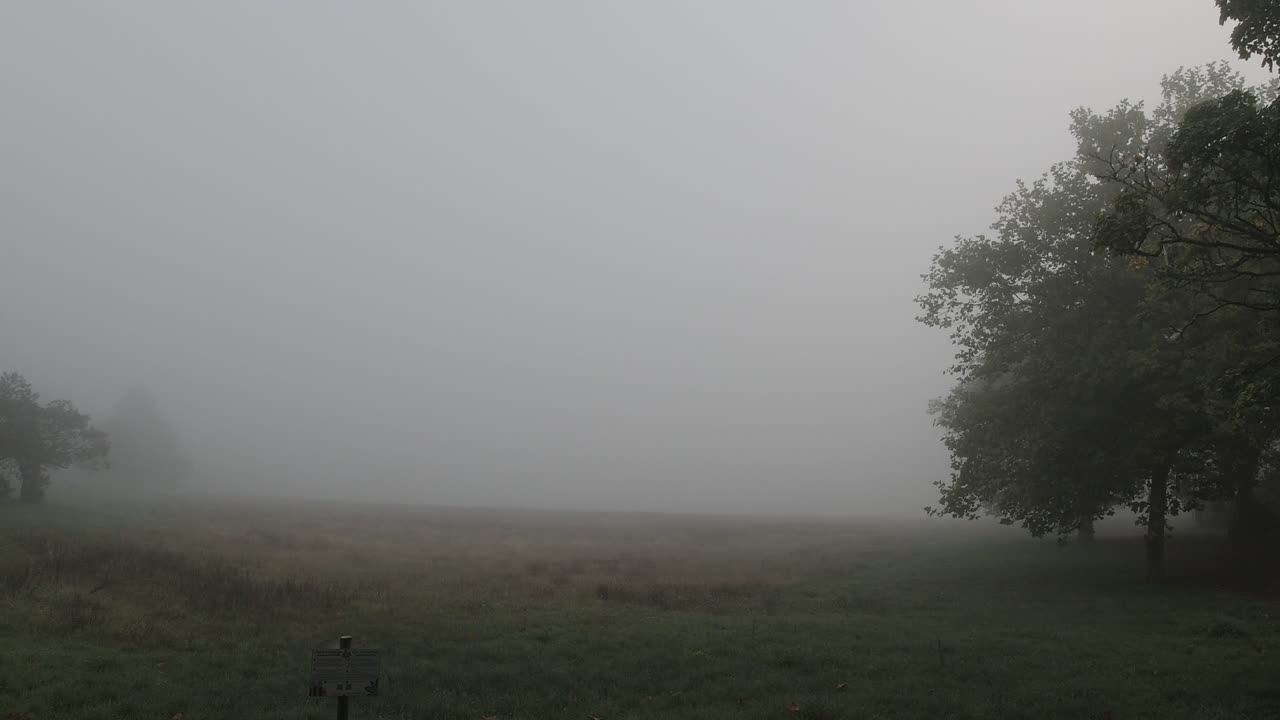 실루 ⁇  나무 들 이 있는  ⁇  에서 끔찍 한 안개