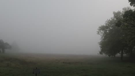 spooky fog in field with silhouetted trees