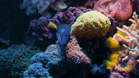 a yellow belly regal blue tang fish mom swims around and looks after her fish children playing at a vibrant coral reef near australia