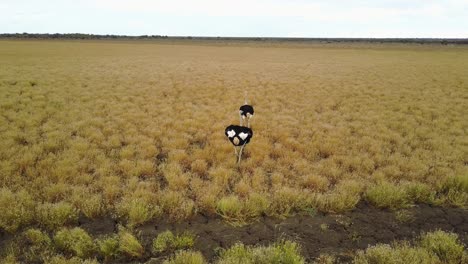 Two-ostriches-walking-calmly-through-golden-Okavango-grasslands,-Botswana