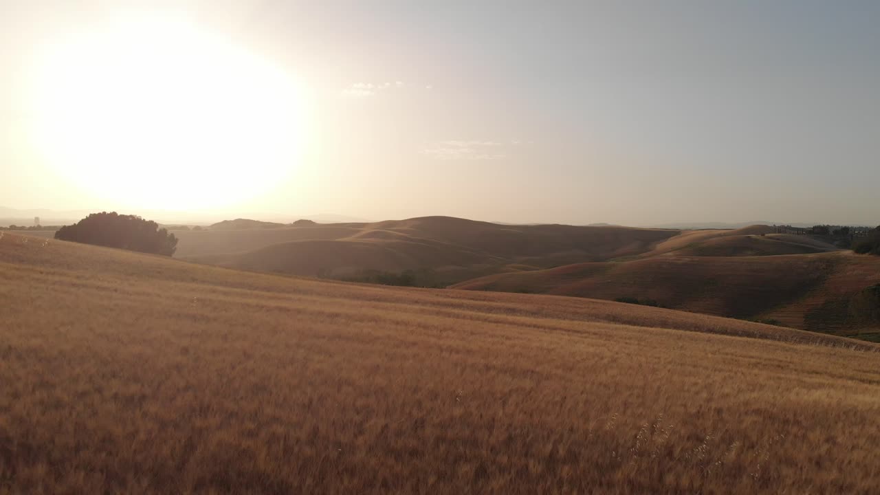 투스카니 위를 날고 있는 드론, 황금시간대에 밀밭에서 낮은 비행, 여름 오후