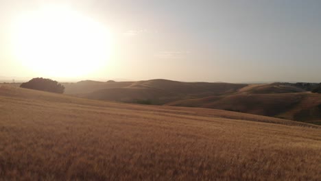 drone flying above tuscany, low flyover on wheat field in golden hour, summer afternoon