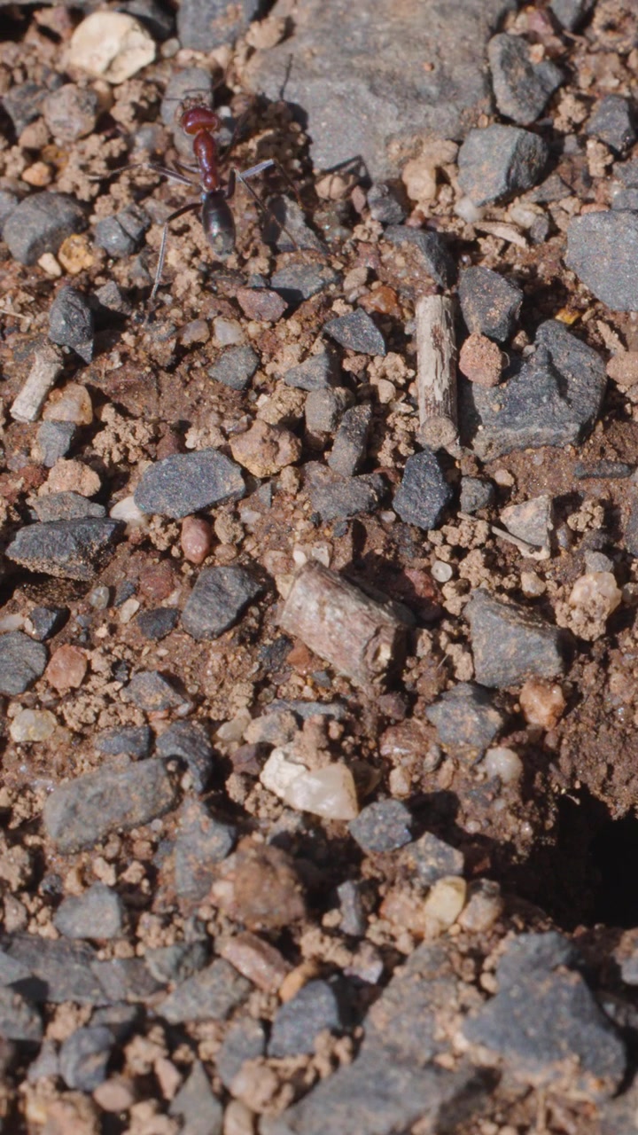 Formiga-touro emerge do buraco do ninho, atravessa superfície de cascalho, capturada em close-up com luz natural estável.