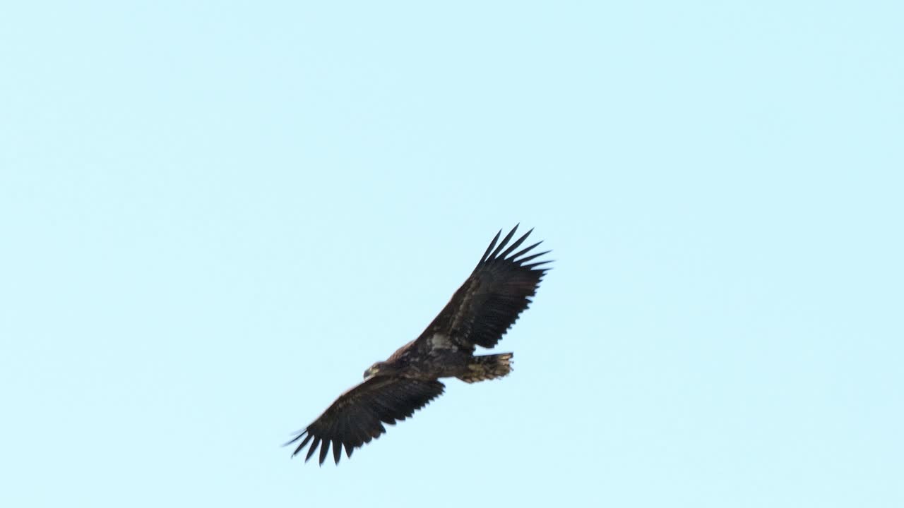 Un'aquila che si libra in alto nel cielo azzurro e limpido con le ali completamente spiegate.