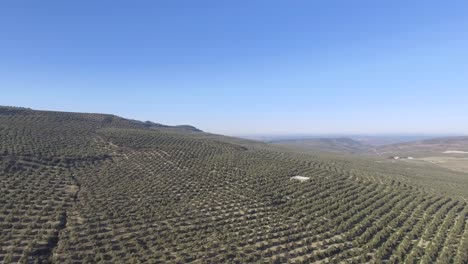 an endless olive grove on hills in jaen, andalusia, spain