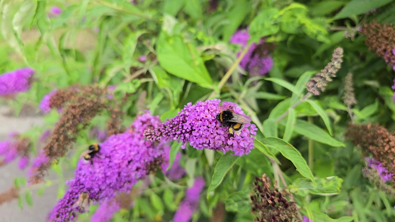 Lebah bumblebee menyerbuki bunga buddleia ungu pada hari musim panas dalam gerakan lambat