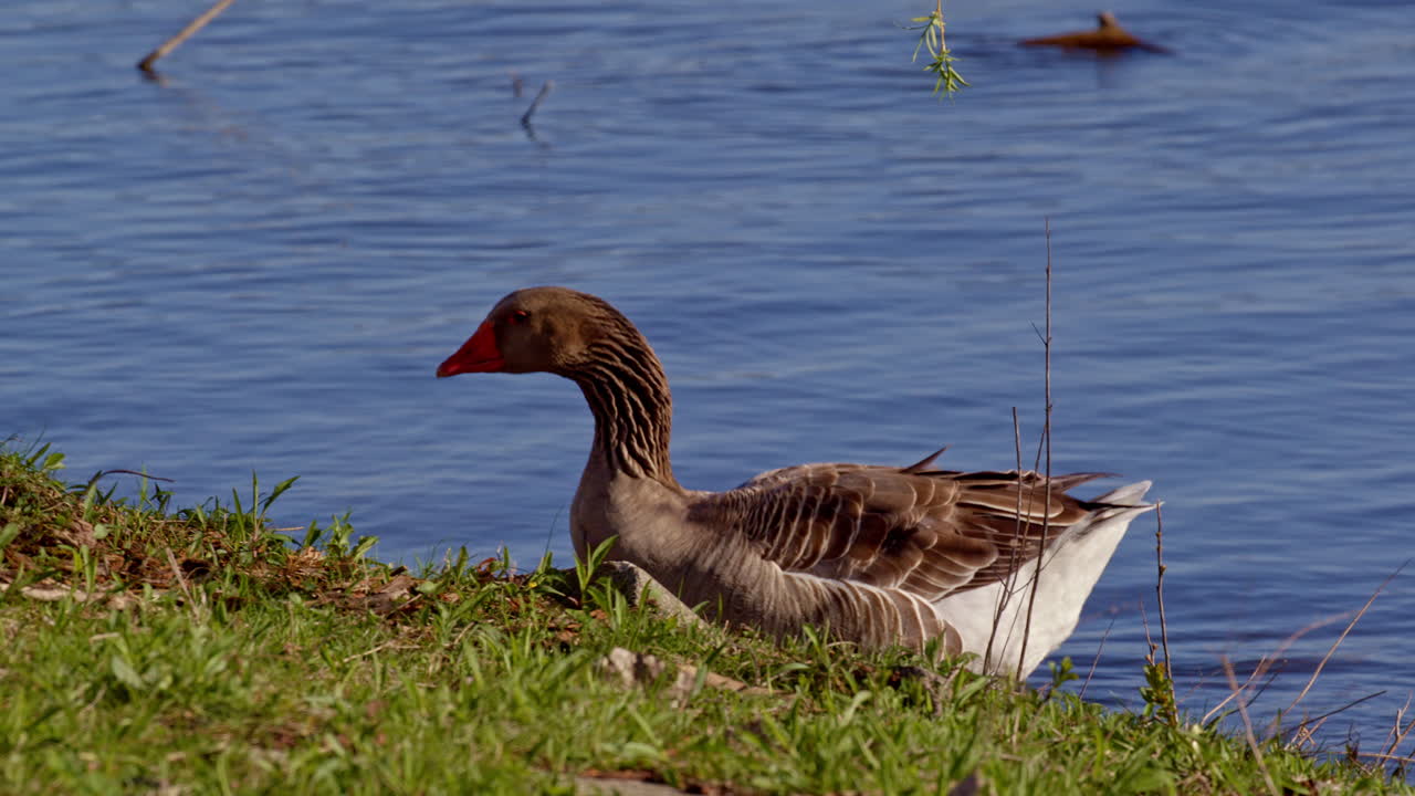 Scena di una famiglia di oche con anatroccoli e un'oca adulta
