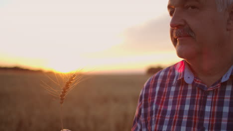 portrait of a senior adult farmer holding an ear of wheat and grain at sunset. to rotate and to consider grains in the solar rays of the sunset in slow motion