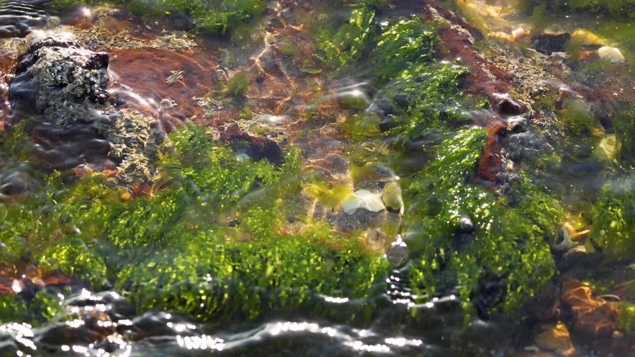 Seaweed swaying in shallow water at Brighton beach