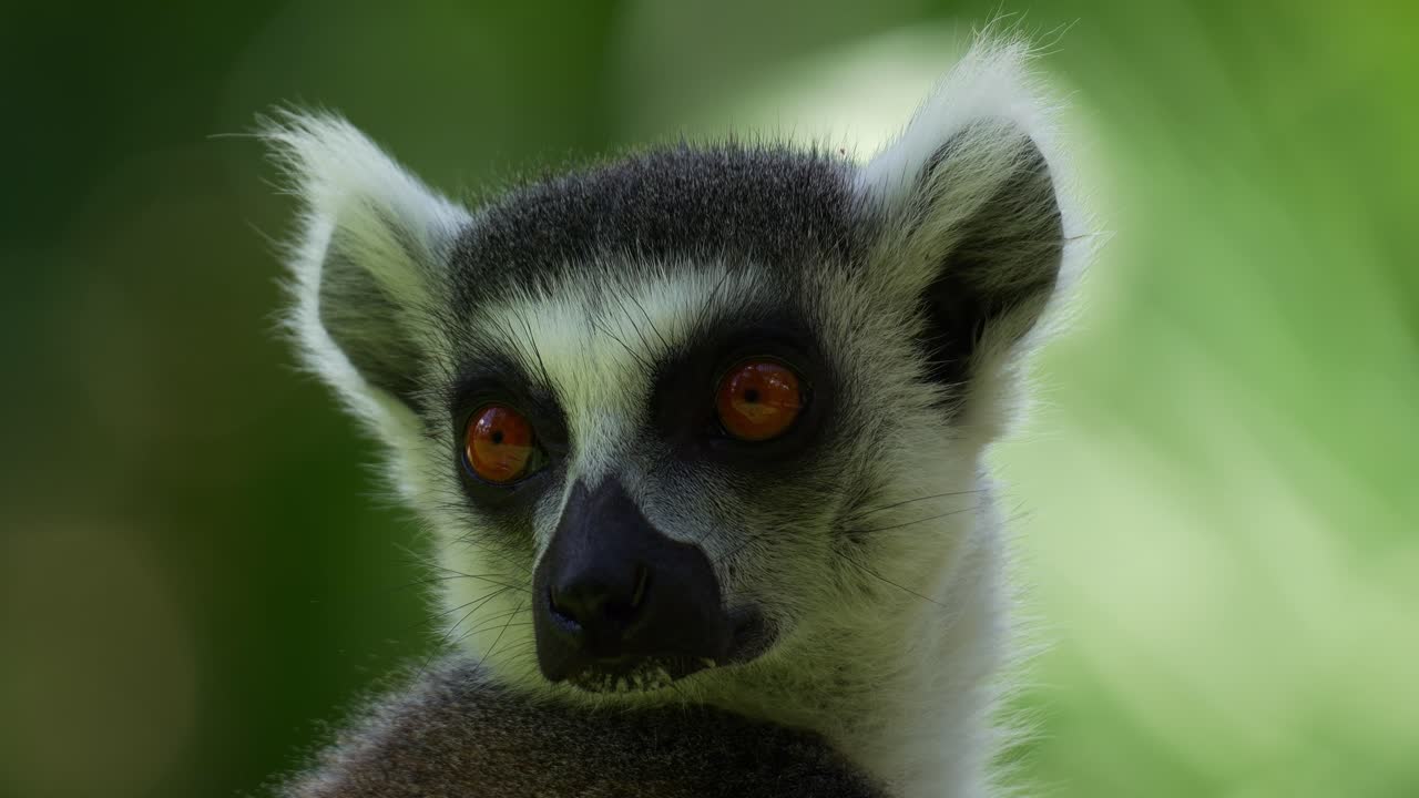Primo piano di un lemure dalla coda ad anelli (Lemur catta) con un caratteristico naso nero e umido e vivaci occhi arancioni