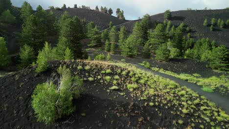 unusual landscape with lava floor and luxuriant vegetation natural contrast between gray and green