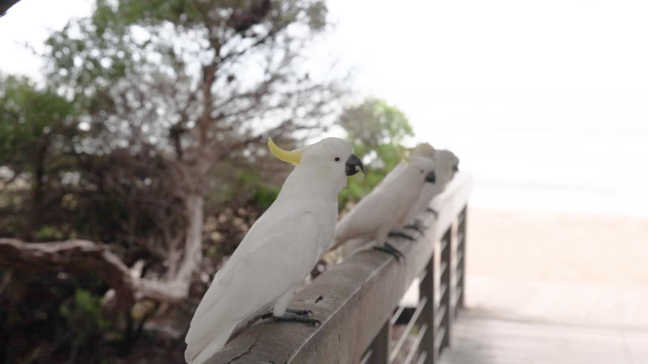 dos cocatieles posados en una barandilla de madera