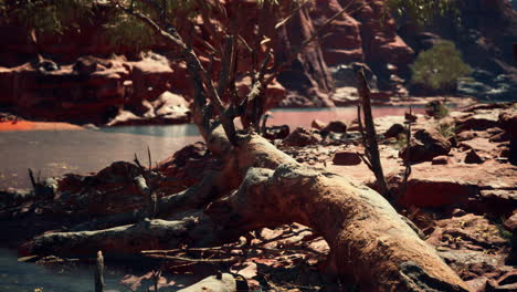 Bäume-In-Der-Nähe-Des-Colorado-River-Im-Grand-Canyon