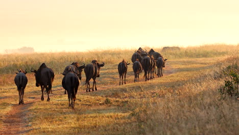 wildebeest walking in single file on dirt road of reserve at sunrise, rear view