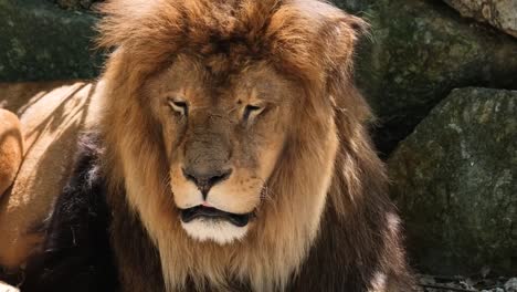 african lion resting under a tree