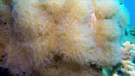 un gran coral blando de cerca. coral blanco