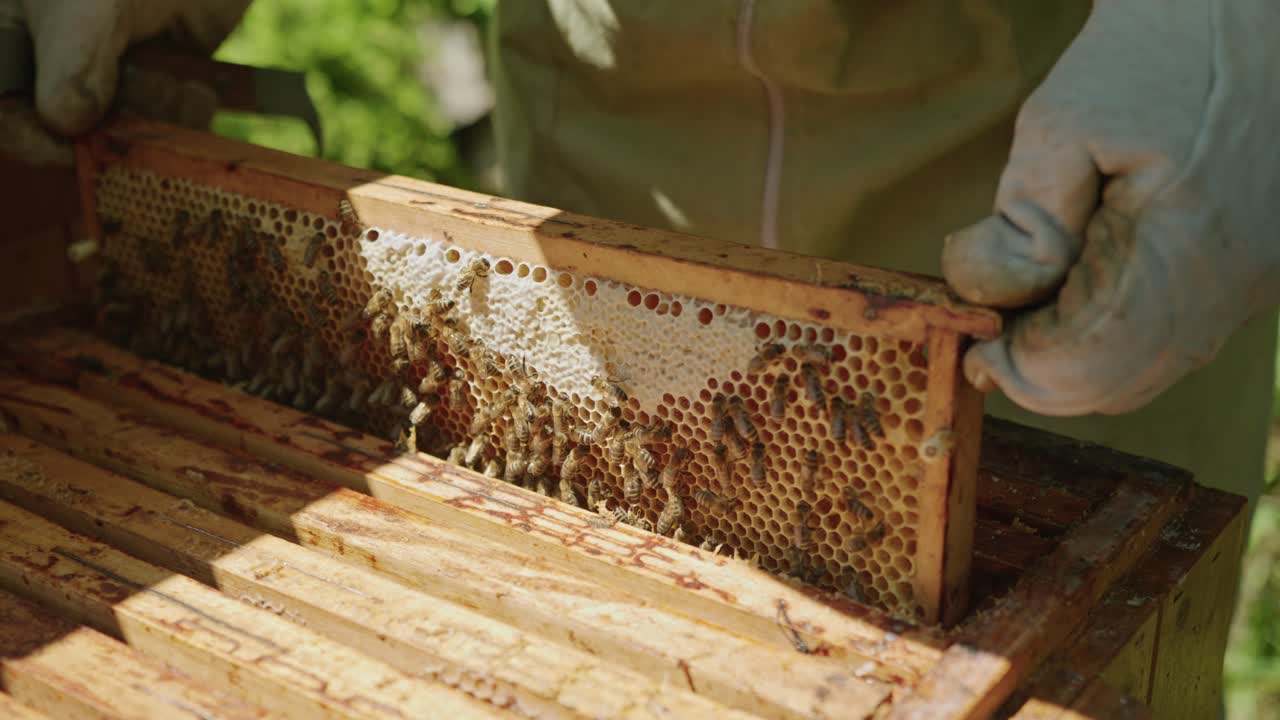 Beekeeper Inspecting Honey at Apiary Bee Yard. Close Up