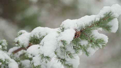 The-delicate-snowflakes-slowly-cover-the-branches-of-a-pine-tree