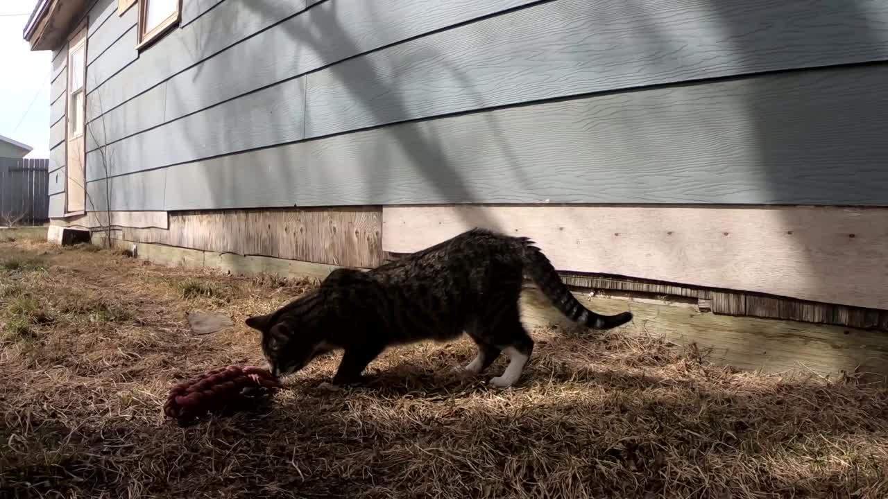 CÂMERA LENTA - Gato malhado brincando com um brinquedo de cachorro no quintal de uma casa no campo em um dia ensolarado perto de Alberta, Canadá.