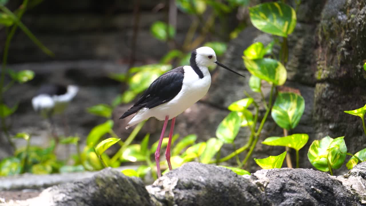 The Masked Pheasant (Vanellus miles), this bird is large, common and conspicuous in its native Australia, especially in the northern and eastern parts of the continent.