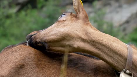 goat brown close up