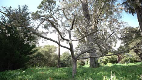 árbol con flores blancas en el parque