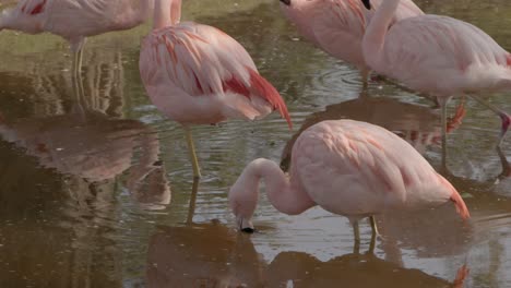 Grupo-De-Flamencos-Chilenos-De-Color-Rosa-Brillante-En-Una-Laguna