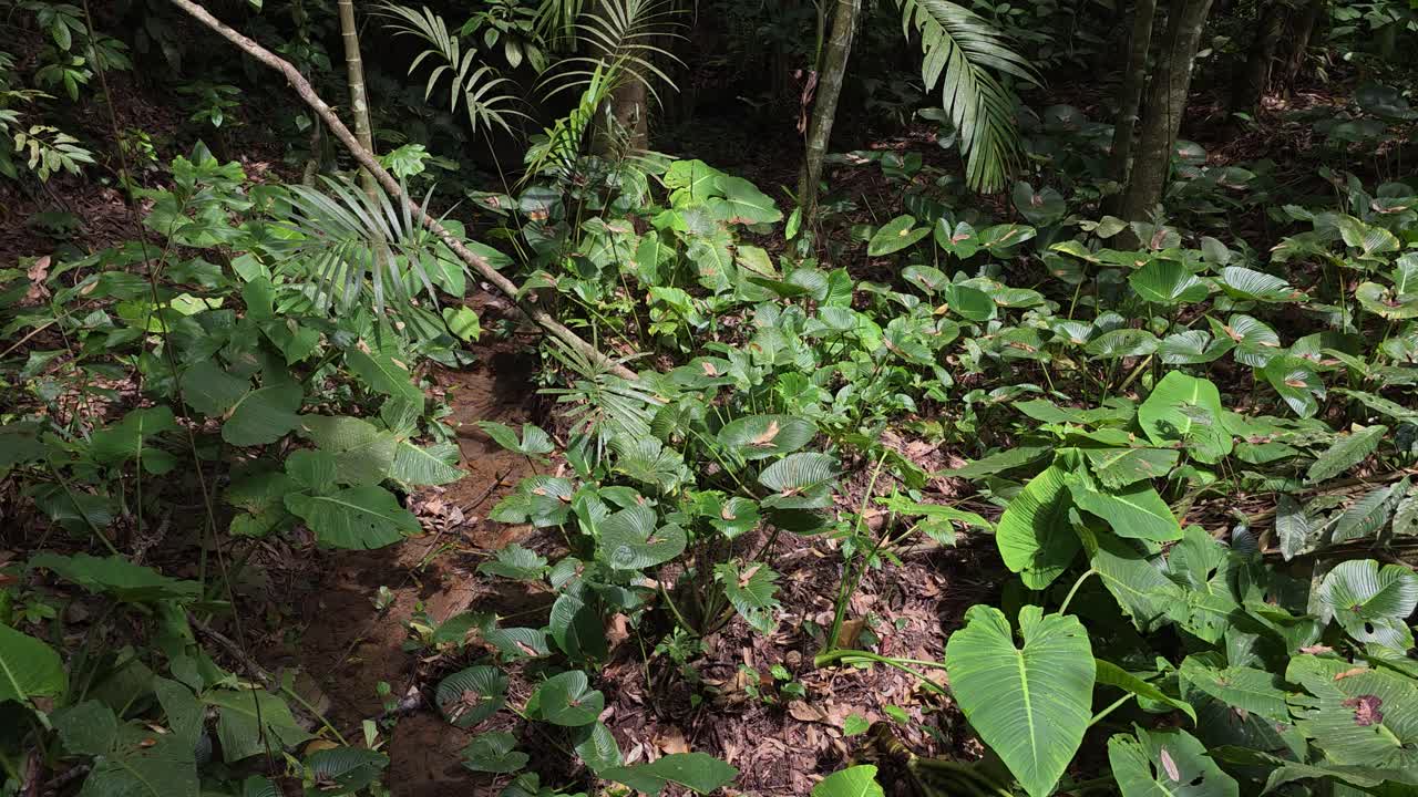 A vibrant scene of lush green leaves and dense foliage along a path in the tropical forest near Mari Mari village, Kota Kinabalu, Malaysia.