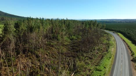 vista aérea sobre los pinos dañados por el ciclón