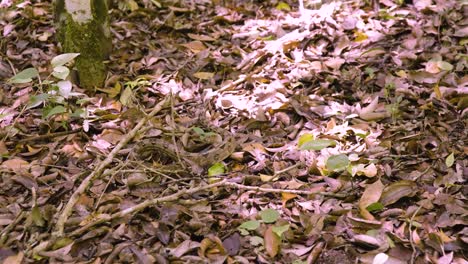 camouflaged serpent in autumn leaves