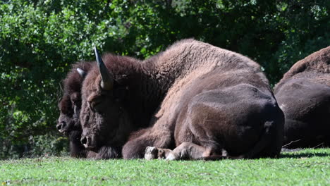 Parque-Zoológico-En-Francia:-Los-Bisontes-Descansan-En-La-Hierba,-Mueven-Sus-Colas,-Piel-Marrón