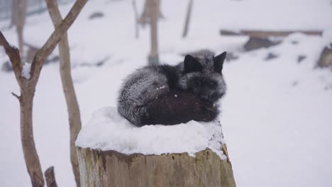 4k black fox sleeping on tree stump in snowy landscape