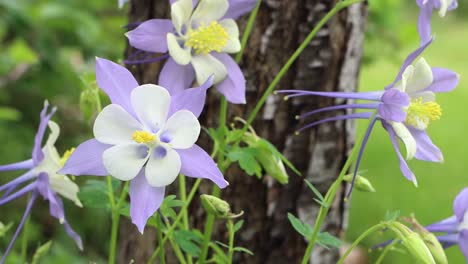 Columbine-Azul-De-Las-Montañas-Rocosas-La-Flor-Del-Estado-De-Colorado