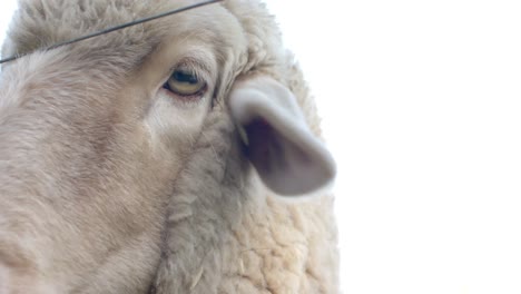 Close-up-of-sheep-grazing-on-field-on-sunny-day,-slow-motion