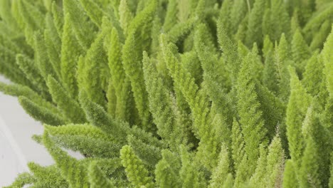 slow motion foxtail ferns swaying in breeze close-up