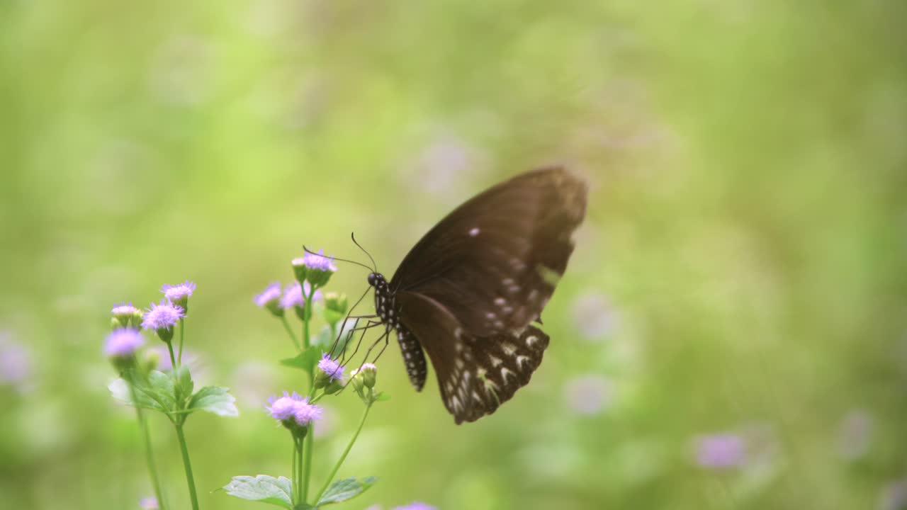 Farfalla bianca e nera che impollina fiori in ambiente naturale
