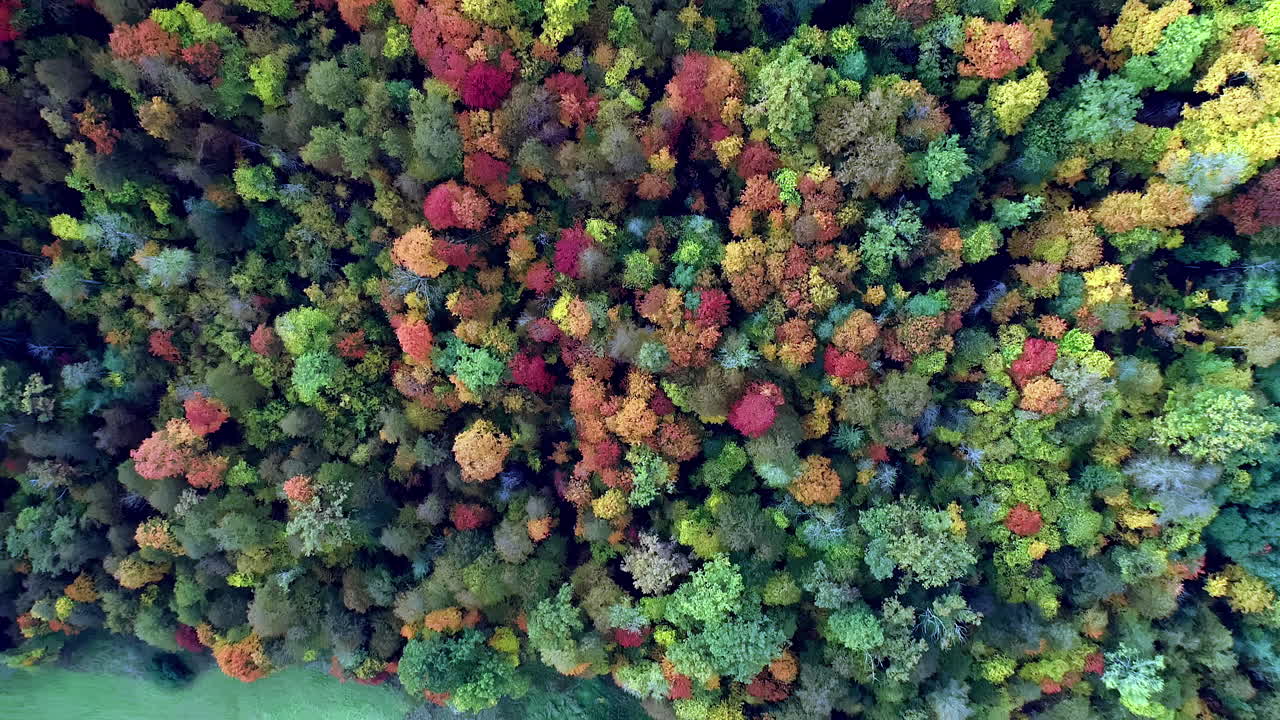 toma ascendente de arriba hacia abajo de coloridos árboles de otoño en el bosque en diferentes colores