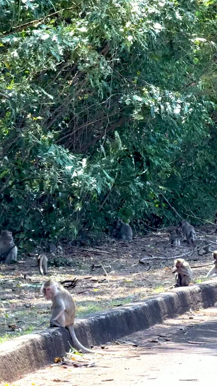 monos interactuando en un camino iluminado por el sol