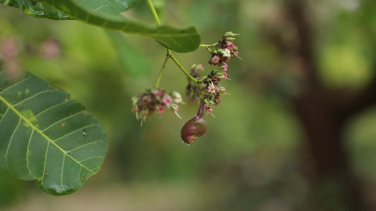 flores de anacardo que florecen en el árbol