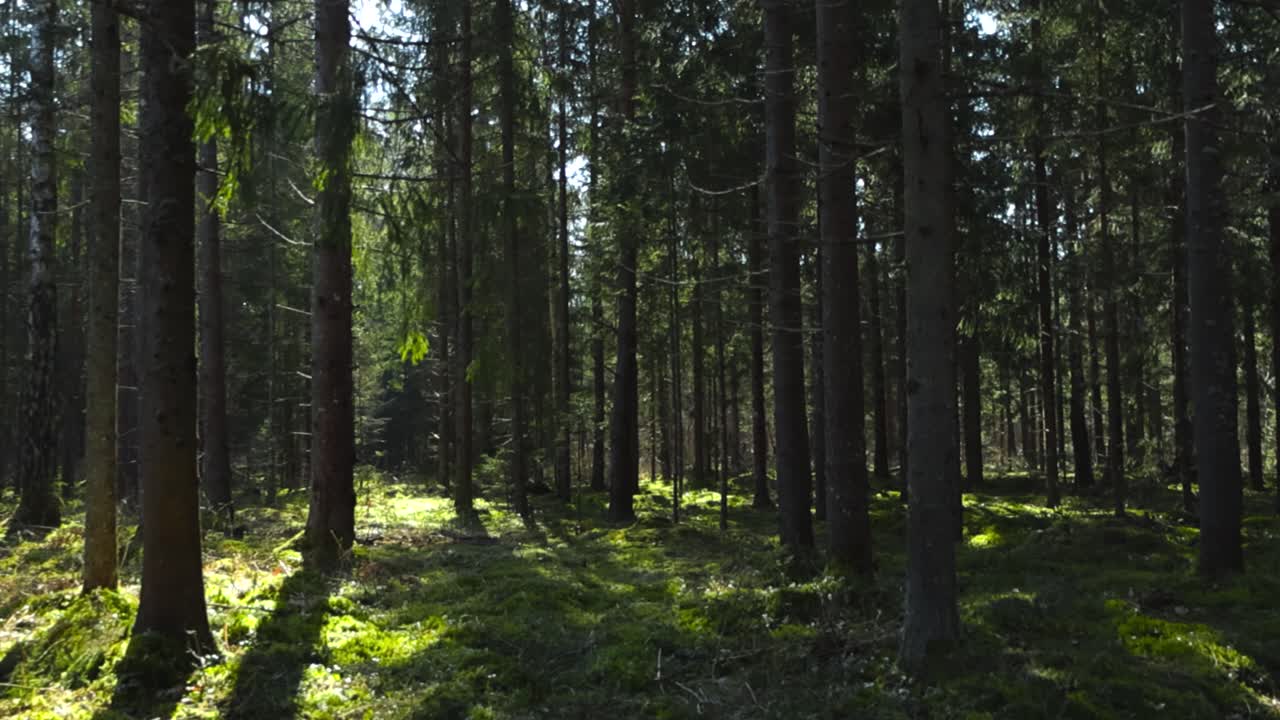 Old thick and mystical forest with large trees and soft fluffy and gorgeous scenic moss on the ground between trees. Sun is shining creating shadows and sun patches on the moss, nordic woodland