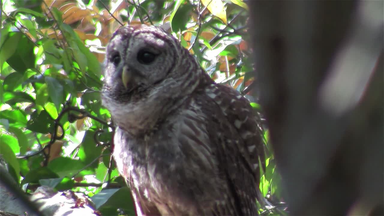 막대올빼미가 나무에서 소리친다